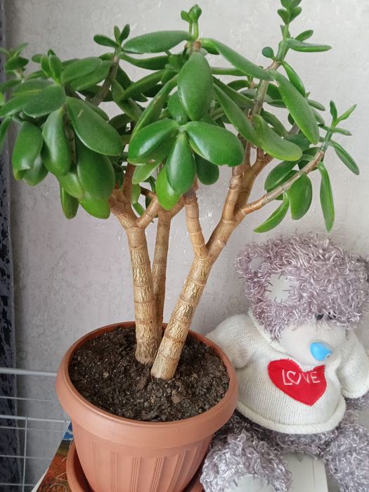 Домашние цветы в горшках