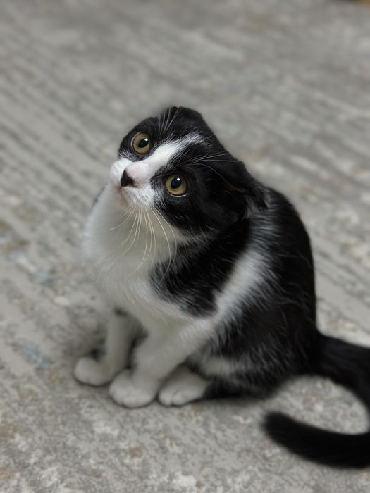 Кошка смесь вислоухой с дворовым