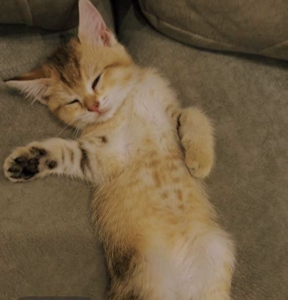 Котенок шотландская прямоухий