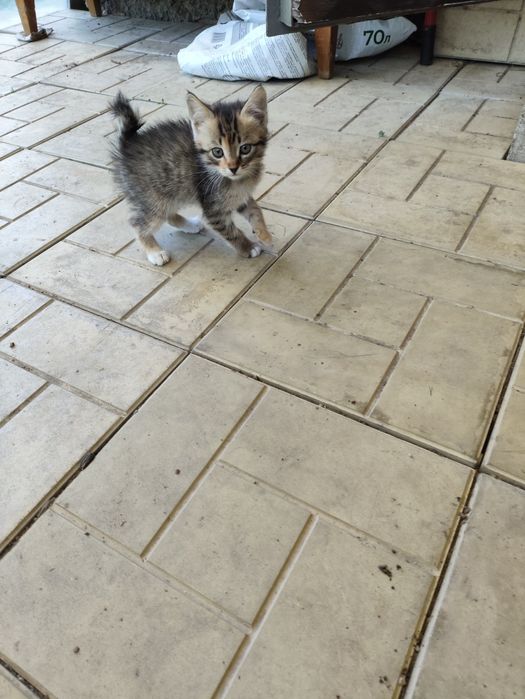 Котята от крысоловки.