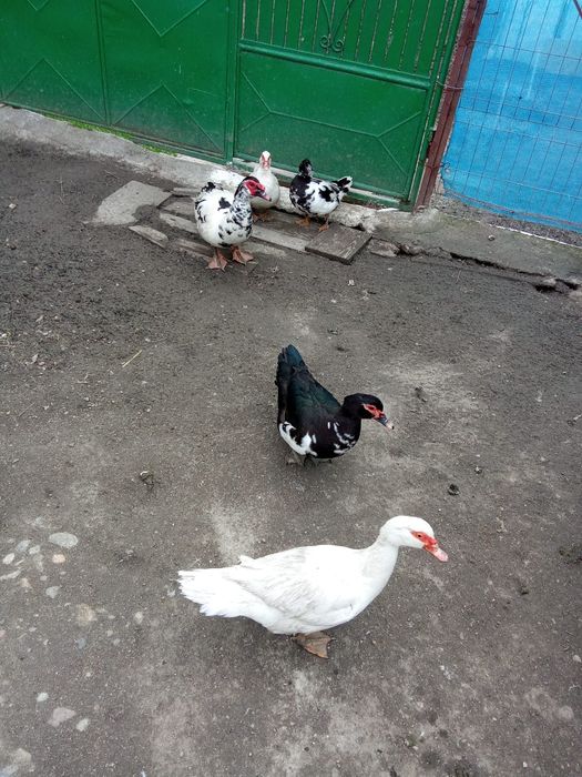 Vând rate  mute sau la schimb cu rate  românești