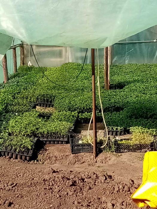 Vând Rasaduri de Legme