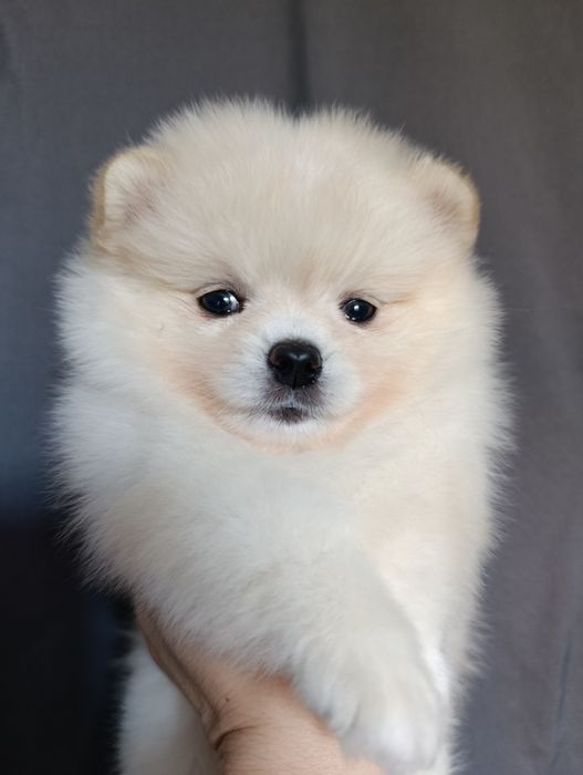 Щенки шпица мальчики и девочки