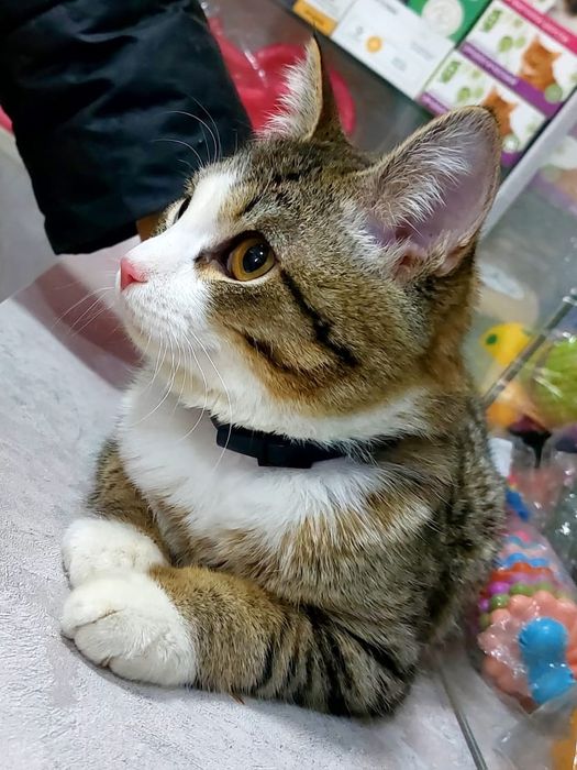 Отдам котёнка бобтейл 6 месяцев