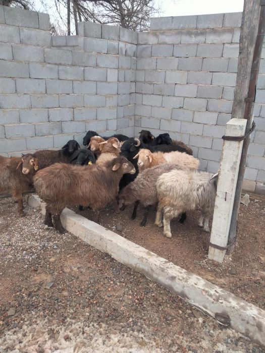 Баран қой кой сатылады