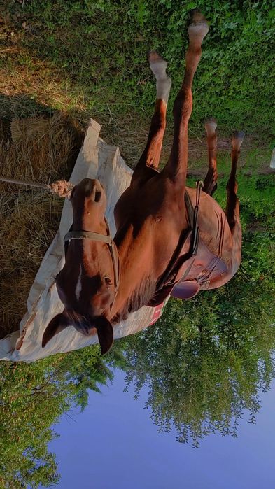 Продам Жеребец срочно