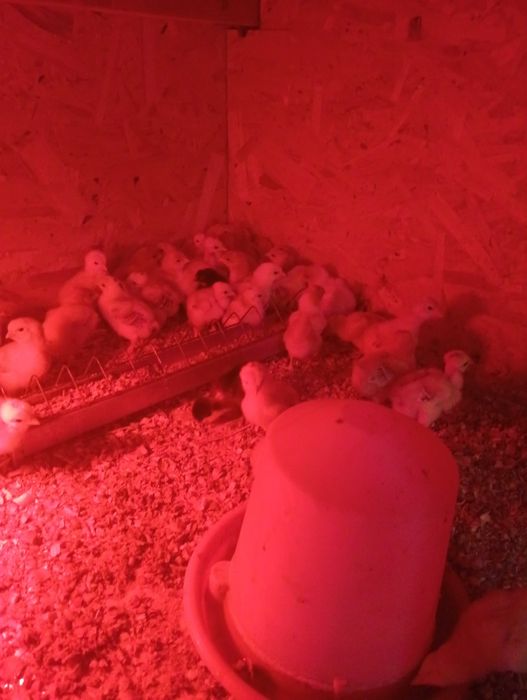 Vând puii de găină de o săptămână