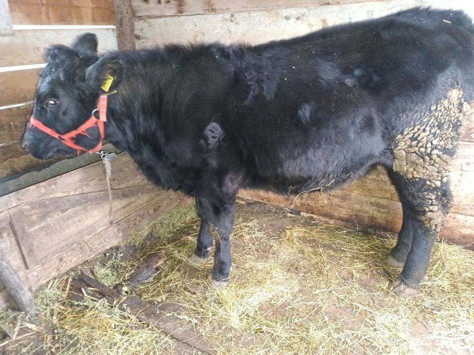 Vând vitica Angus,vârstă de 9 luni