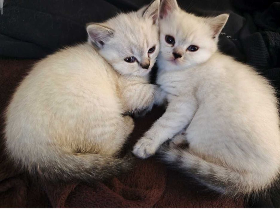 Британски котенца