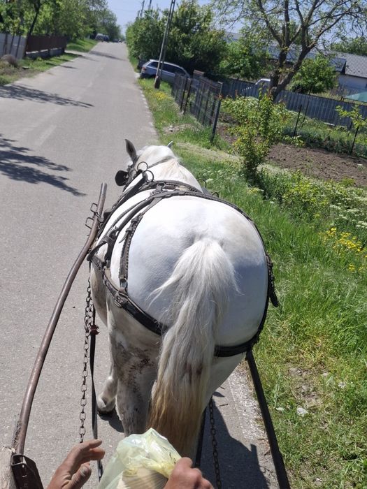 Cal de vânzare, iapă