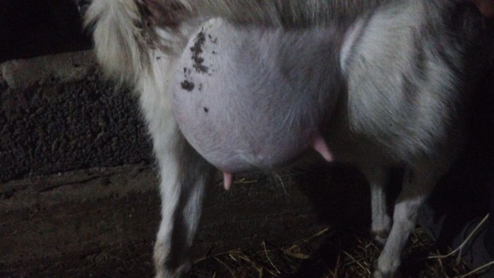 Орыс лакты ешкылер