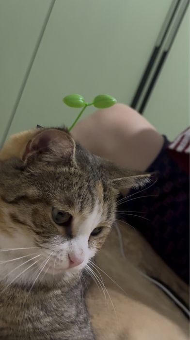 Отдам кошку в хорошие руки