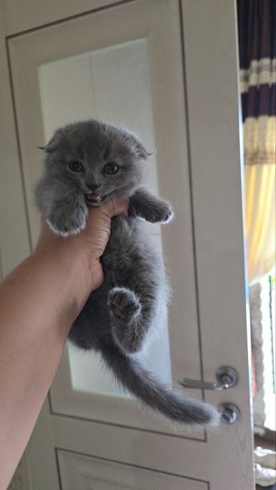 Породистые котята 5шт