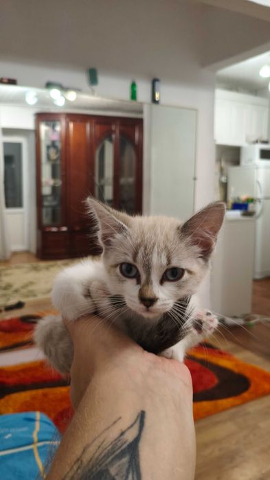 Кошечка ищет дом