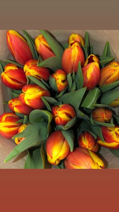 Луковицы тюльпанов свежесрезанные