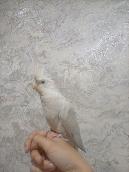 Продается Ручной Корела