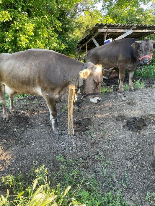 Vând vaca cu vitel