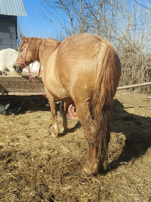 Vând iapa de abator