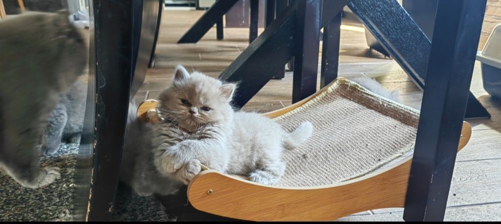 Британско лилаво коте