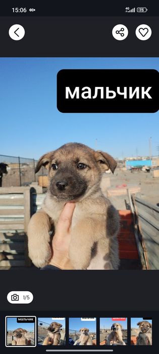 Отдам щенков в хорошие руки