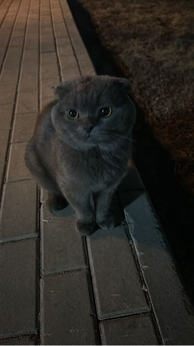 Ищу дом шотландскому коту