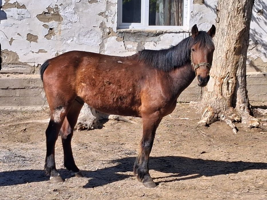 Продам лошадей...
