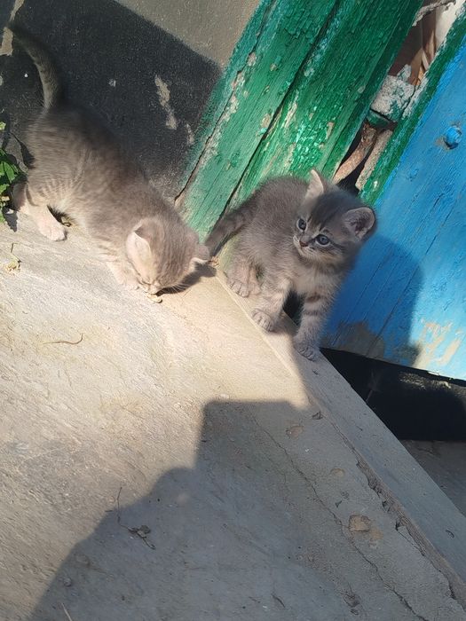 Отдам котят в добрые руки