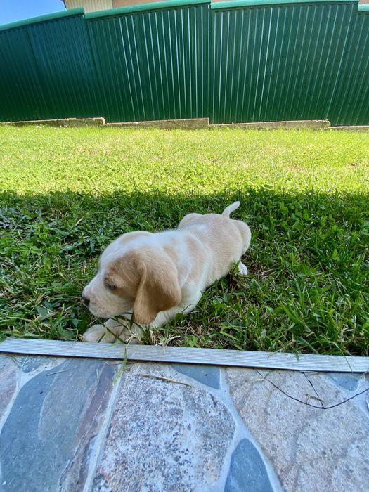 Catelus  Beagle