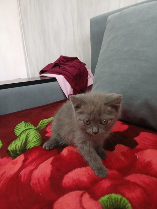 Продам милого котенка
