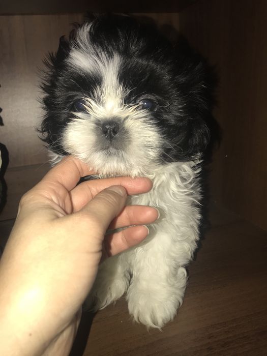 Шитцу щенки. Ши-тцу
