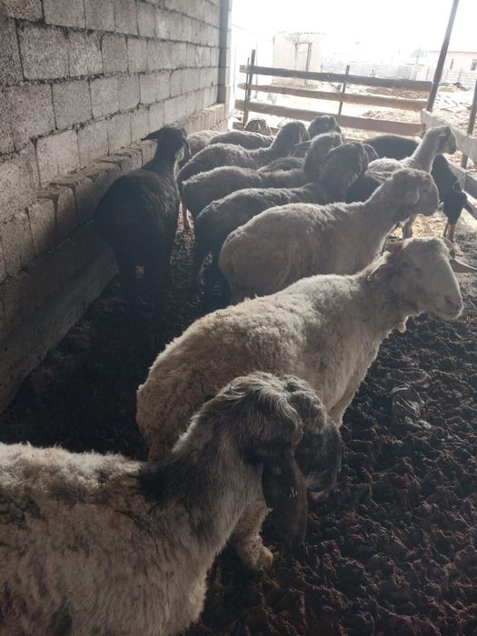 Семіз бордақы қошқарлар сатылады