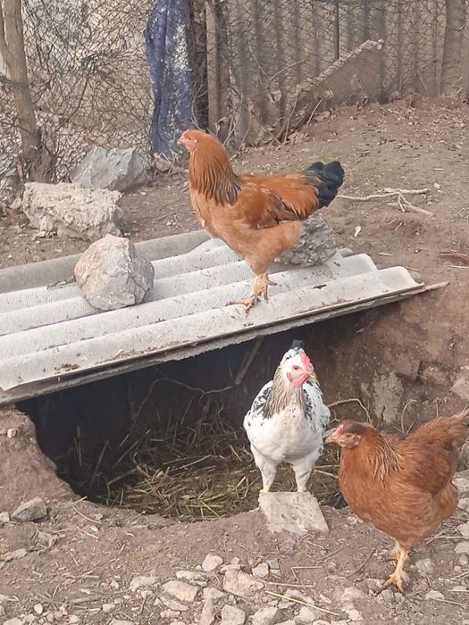 Шоже кораздар сатылады