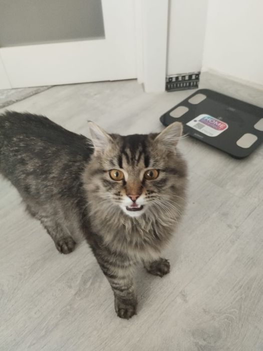 Отдаю кошку бесплатно