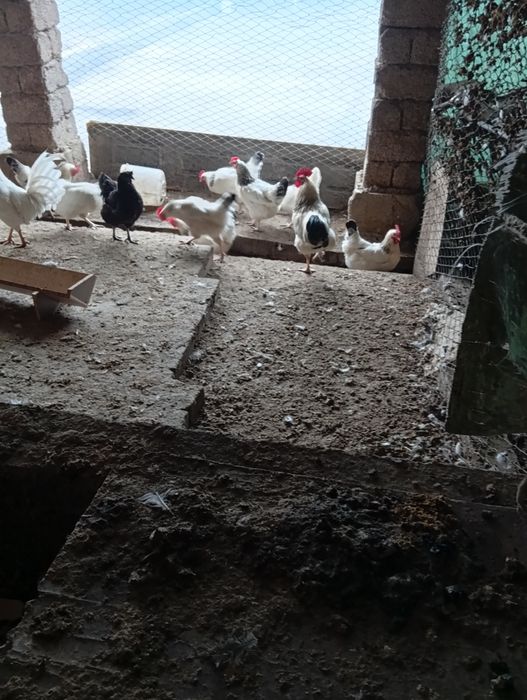 Петухи Адлер пароды