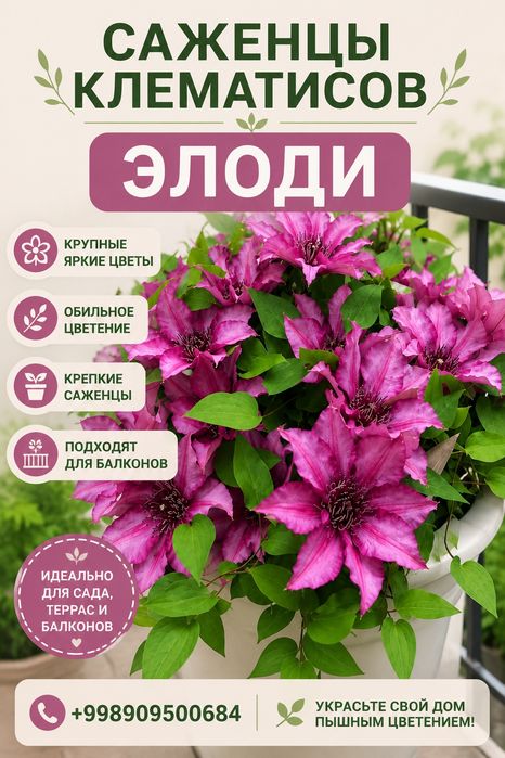 Продам саженцы клематисов закрытая корневая система горшки 1 лир6