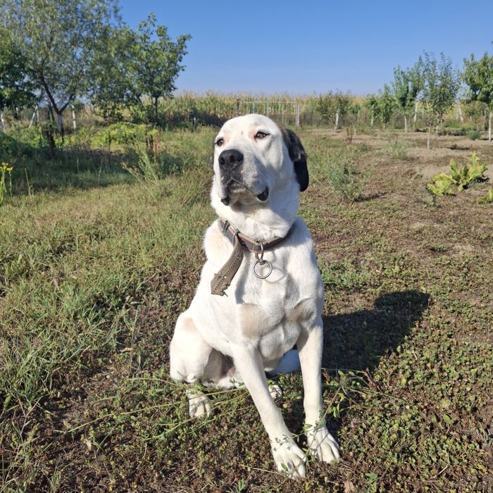 Doi câini inteligenți și blânzi își caută o familie iubitoare!