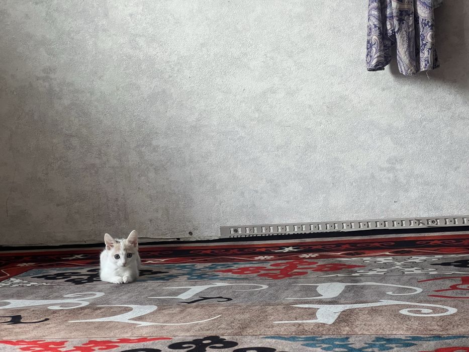 Котенок трёх цветная ласкавая игравая очень шустрая с детми ладит