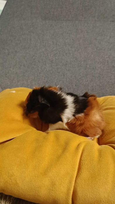 Морски свинчета альпако, розетка