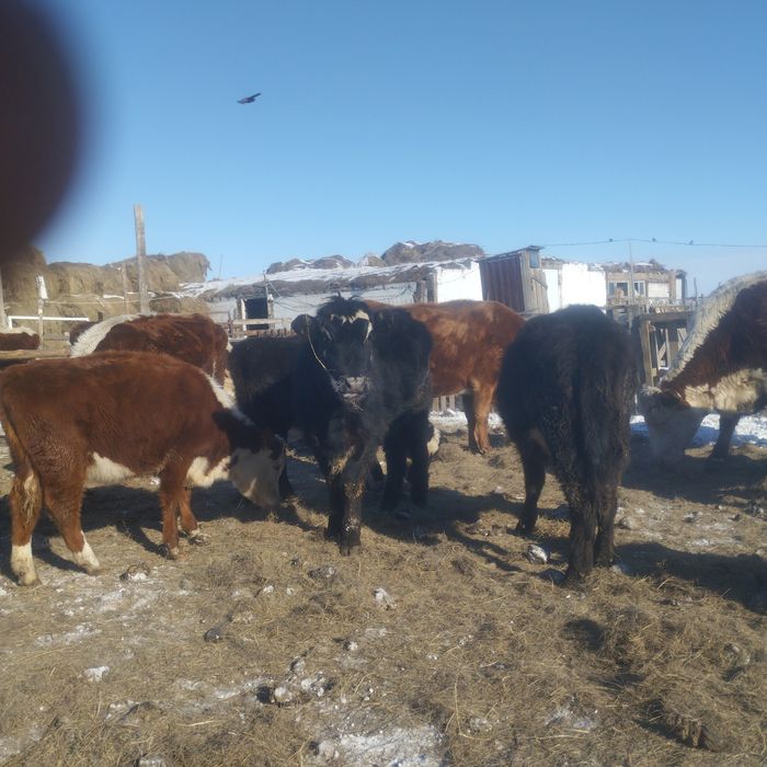 Ангус тайынша ургашы