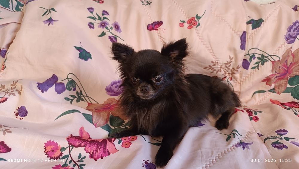 Подажа кобель Чихуахуа ( миник)