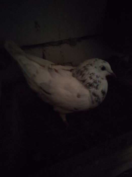 De vânzare Porumbei