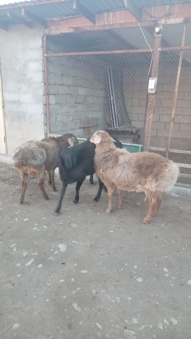 4 бас қошқар сатылады