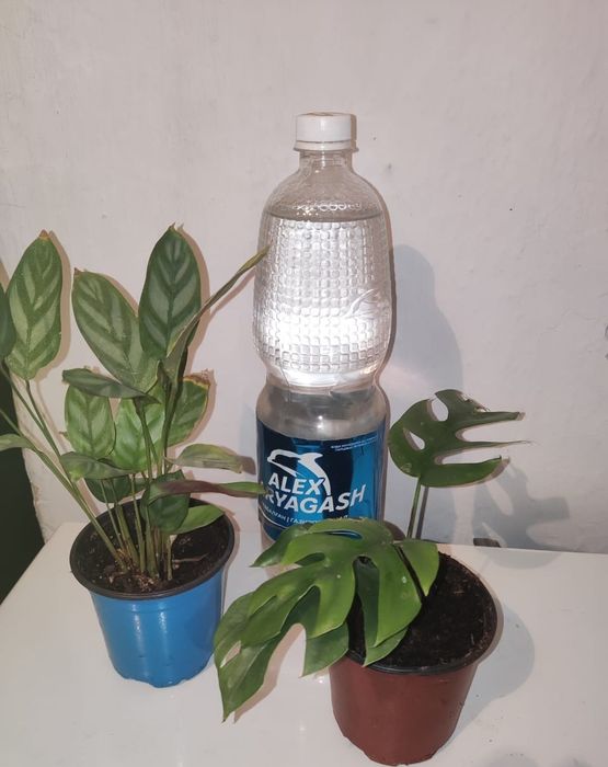 Бугенвилия цветущая