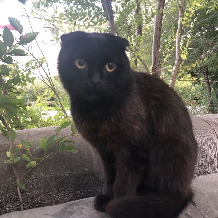 Животные. Кошки.