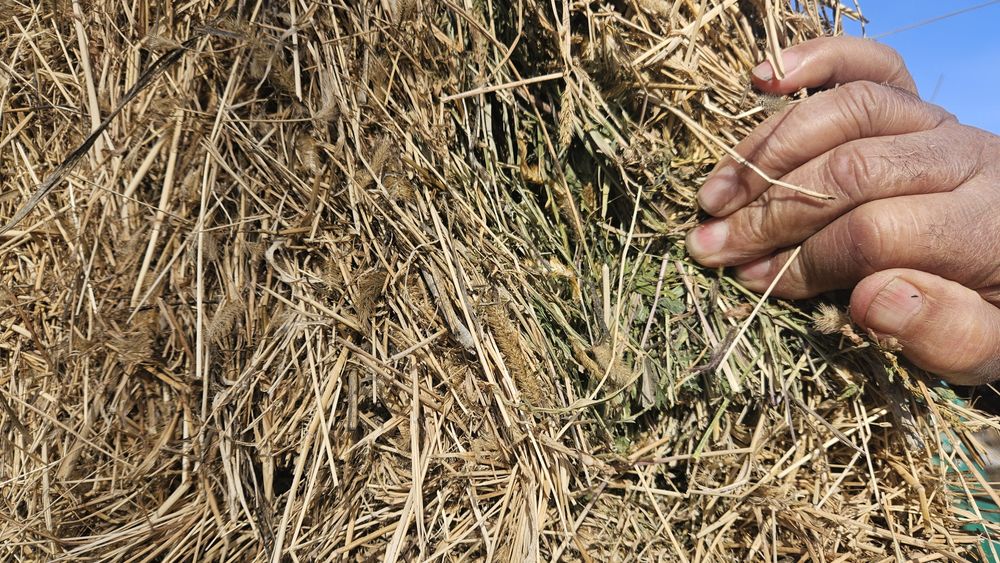 Продам сено люцерню в тюках