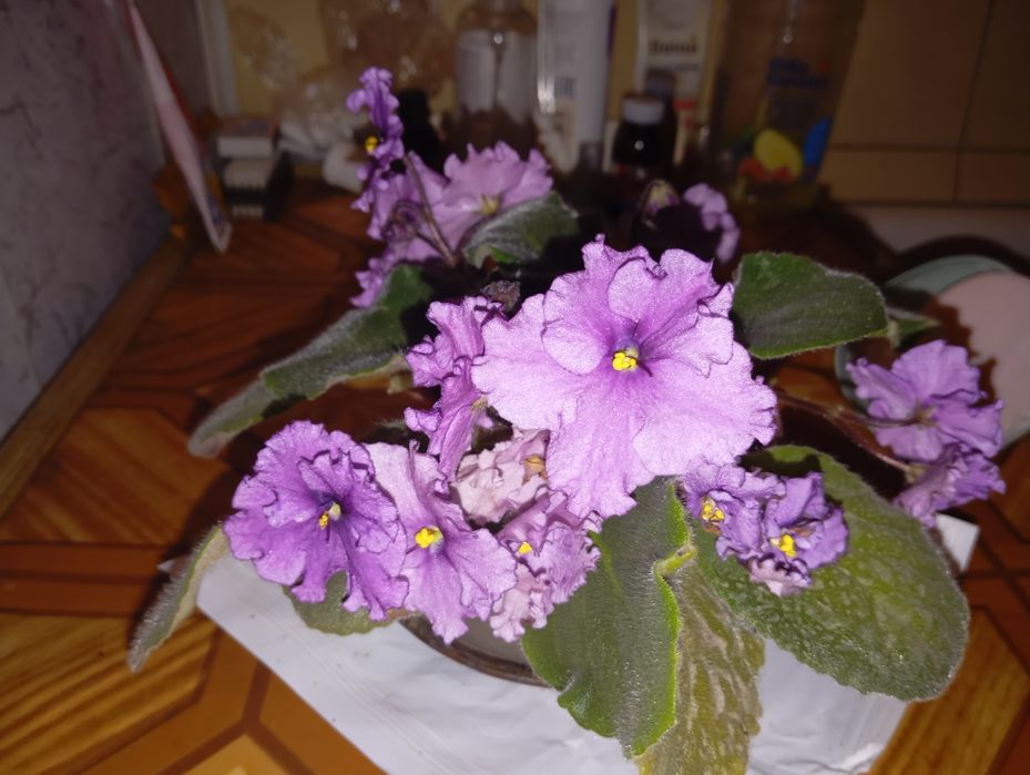 Продаю  фиалку 1-шт.махровую.цена 35т.
сортовая цена  33,5т