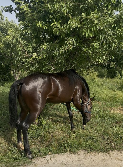 Лошади породистые