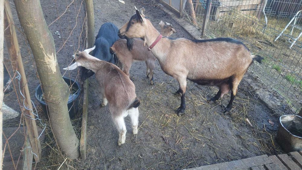 Iezi tapisori alpin cu anglonubian