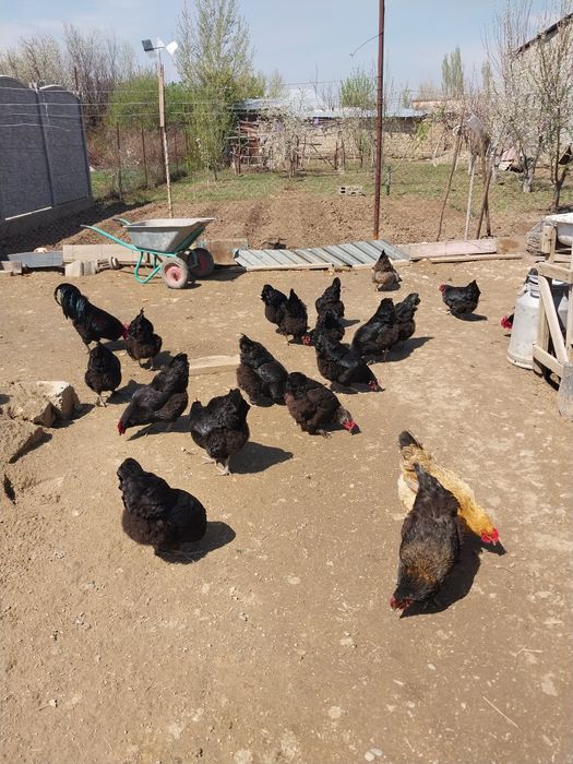 Тауық4500КурыҚораз3500күрік9 балапан