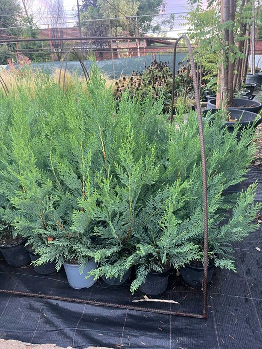 Лейландски кипарис за жив плет